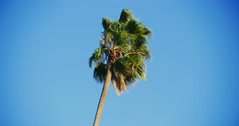 Slow motion of a palm tree on a windy day in Los Angeles, California Vídeo Stock 115919891