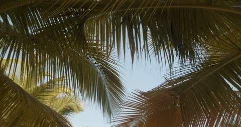 Slow Motion Palm Trees Against Sky, Slow Motion Video stock 112418369