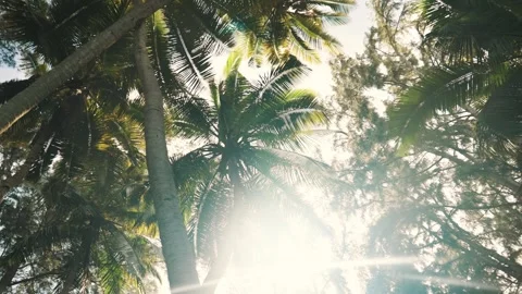 Slow Motion Palm Trees with Sunlight and Soft Lens Flare Stock Footage 326015912
