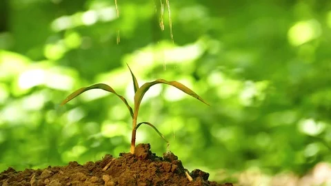 Slow motion. Palms of farmer watered   green sprout in front of green background Stock Footage 77160620