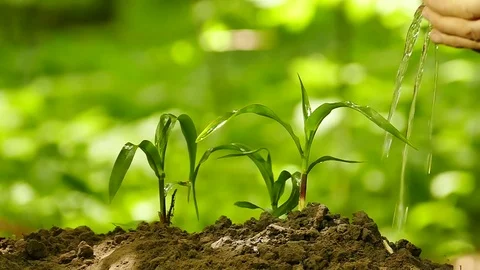 Slow motion. Palms of farmer watered   green sprouts Video stock 77160672