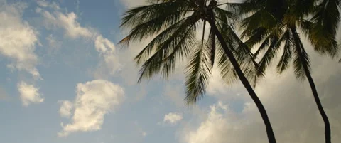 Slow motion palms fluttering in the wind in Hawaii. Stock Footage 234937419