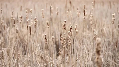 Slow Motion Pan Across Cattails in Wetland Marsh Vídeo Stock 335892327