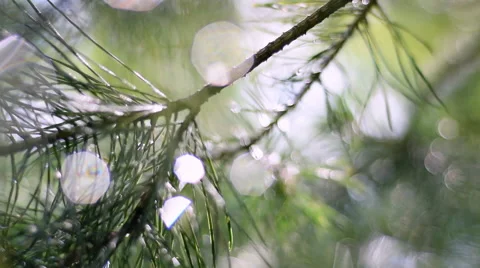 Slow motion pan across pine branch with flaring and sparkling drops of water Vidéo 54217836
