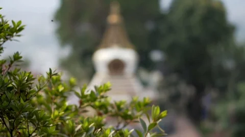 Slow motion pan up and rack focus from plants to temple in the distance in Nepal Stock Footage 91135961