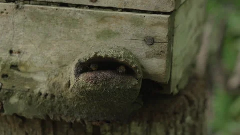 Slow motion pan of bees flying at a tree hive entrance in the Amazon Stockbeeldmateriaal 333224015