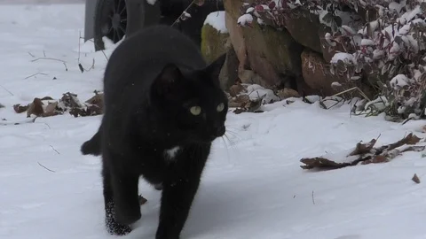 Slow-motion, Pan: Black cat walking through snow, small rural village street Video stock 101759684
