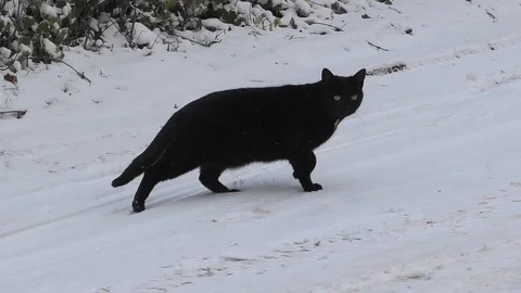 Slow-motion, Pan: black cat crossing small, snow-covered village street, winter Stock Footage