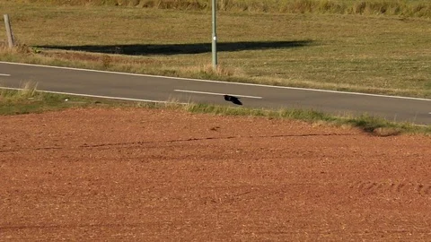 Slow-motion, Pan: Carrion crow flying over road, landing on field next to tree Stock Footage 96007039