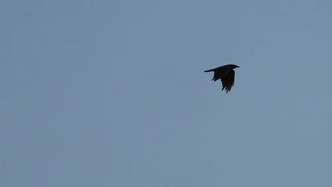 Slow-motion, Pan: carrion crow (corvus corone) in flight, flying bird, blue sky Stock Footage 113814172