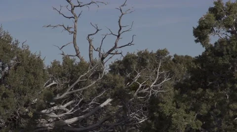 Slow Motion Pan Up to Crows on a Branch Stock Footage 50442704