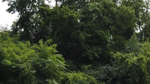 Slow motion pan down to fast moving river Stock Footage 112878915