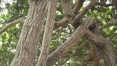 Slow motion pan down of tree branches and bark at park Stock Footage 82245890