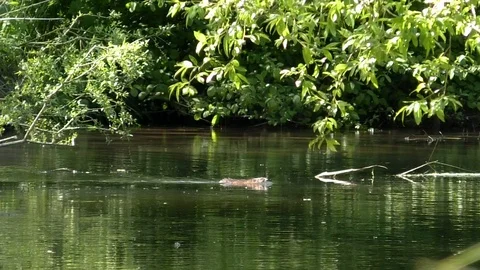 Slow-motion, Pan: Eurasian beaver (castor fiber) swimming in the stream Lauter Stock Footage 107939915