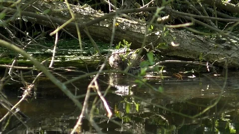 Slow-motion, Pan: Eurasian beaver (castor fiber) munching leaves and swimming Stock-Footage 107940479