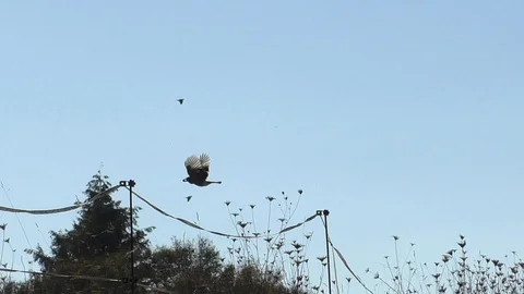 Slow-motion, Pan: Eurasian magpie (pica pica) flying with food in its beak Stock Footage 96006652