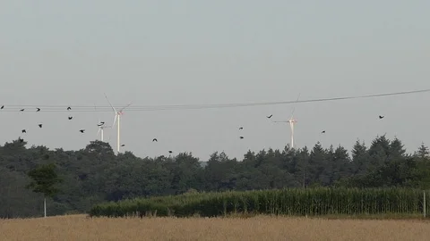 Slow-motion, Pan: Flock of carrion crows flying over a rural landscape in summer Stock Footage 113813895