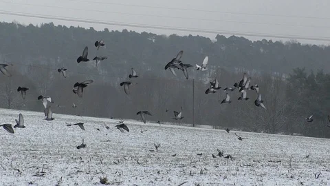 Slow-motion, Pan: flock of pigeons taking off from a snowy field, flying birds Stock Footage 101760824