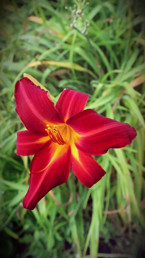 A slow motion pan of Hemerocallis fulva, the orange day-lily. Stock Footage 271525752