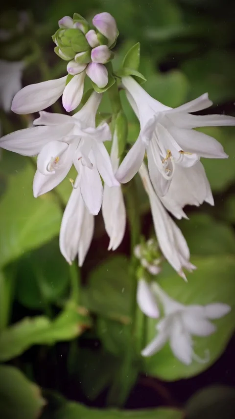 A slow motion pan of Hosta plantaginea, the fragrant plantain lily. Stock Footage 271525783