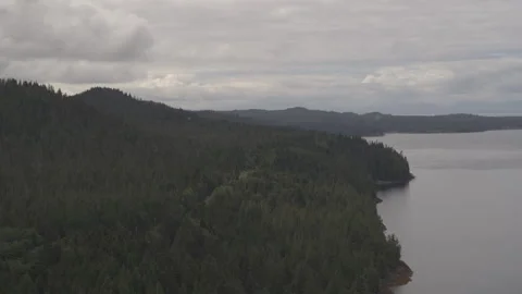 Slow motion pan of lakeside pine trees with powerline running through and Stock Footage 255318132
