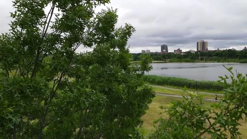 Slow Motion Pan Up Next To A Tree Vídeo Stock 156702974