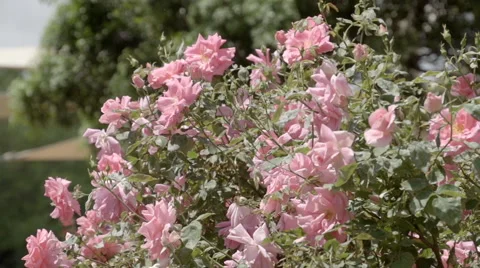 Slow Motion pan over pink flower bush Stock Footage 50406307
