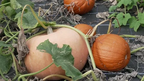 Slow motion pan up over pumpkin patch Vídeos de archivo 212892263