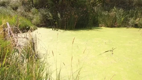 Slow Motion Pan Over Swamp Video stock 79897220