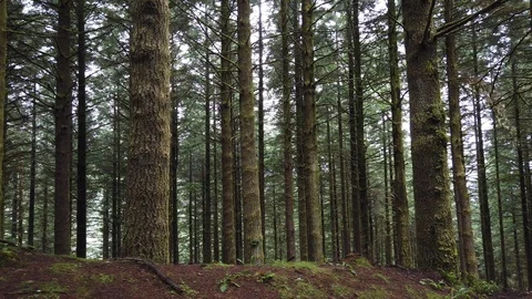 Slow motion pan of pine tree forest on the woods In Madeira island Stock Footage 114899570