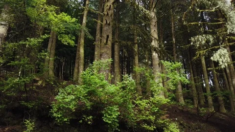Slow motion pan of pine tree forest on the woods In Madeira island Stock Footage 114901910