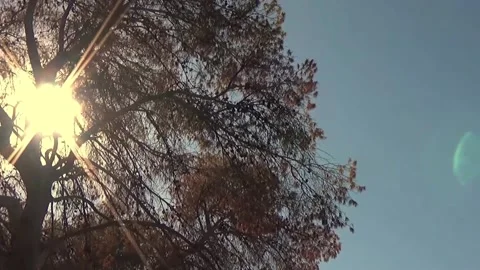 Slow-Motion Pan of Pine Tree with Light Bath in Upper Branches Stock Footage 162598642