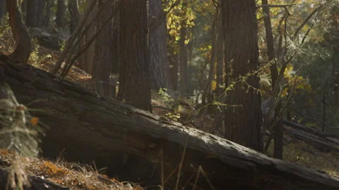 Slow motion pan on pine tree forest in Flagstaff Arizona in fall Stock Footage 257376648