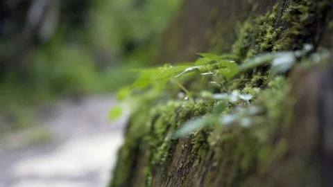 Slow motion pan of plants growing out of rock Video stock 91434480