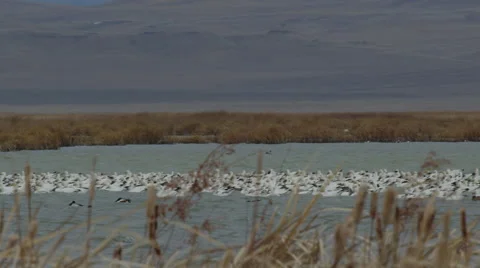 Slow motion pan of raft of snow geese in windy marsh in Montana Stock Footage 68102499
