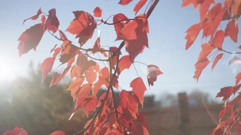 Slow Motion Pan Of Red Autumn Fall Maple Leaves Waving on Branch Stock Footage 205957153