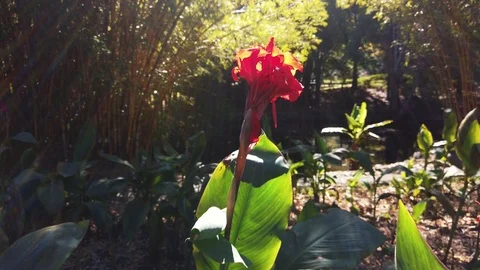 Slow motion pan of red tropical flower by pond Video stock 109014916