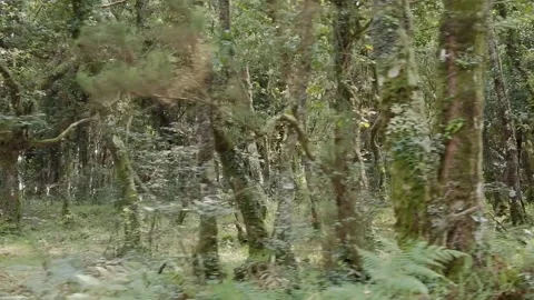 Slow Motion Pan Right to Left Over a Forest of Rebollo Oaks - 203 Stock Footage 310323653