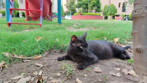 Slow motion pan shot of a black cat sitting and relaxing in a park with swing Stock Footage 131033652