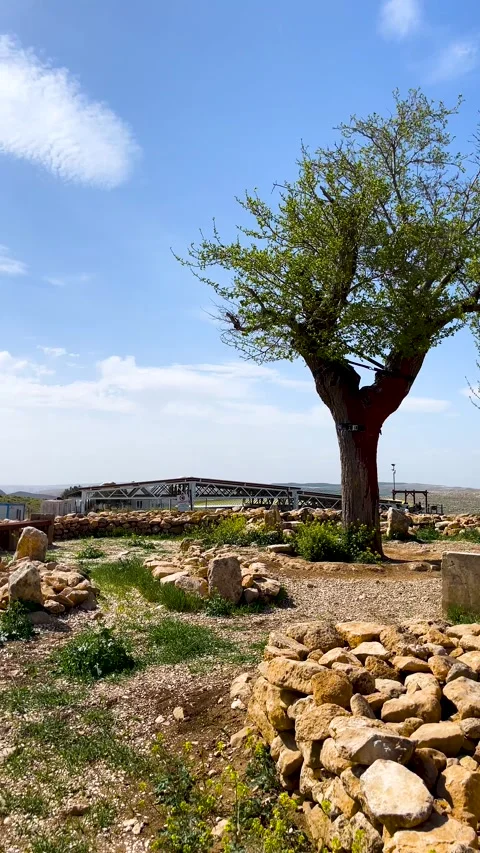 Slow Motion pan Shot of Lonely Tree at Göbeklitepe, Şanlıurfa Stock Footage 309203452