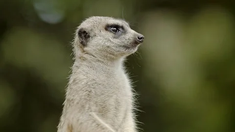 Slow motion pan shot of meerkat close up Stock Footage 113996341