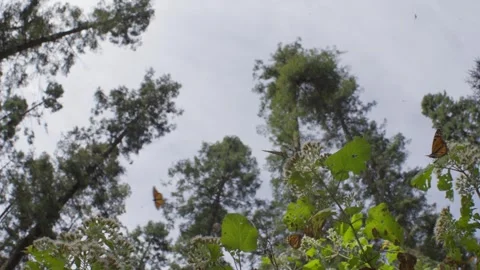 SLOW MOTION PAN SHOT OF MONARCH BUTTERFLIES FLYING AND TREES Stock Footage 301301525