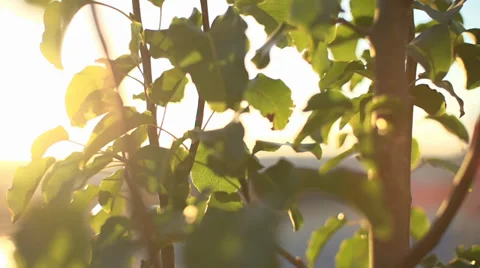 Slow Motion Pan Shot Of Trees Stock Footage 34285529