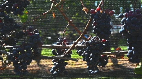Slow motion pan shot of wine grapes ready to be picked in a Stock Footage 119335982