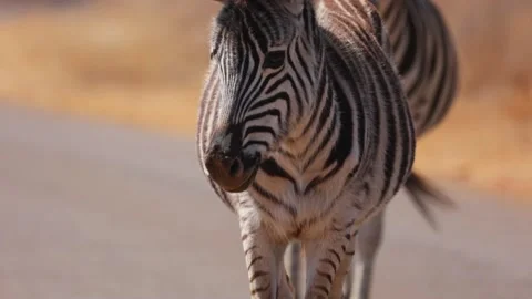 Slow motion Pan up shot of Zebra Foal Profile walking in paved tar road in Stock Footage 292886654