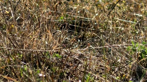 Slow-motion, Pan: Spider silk sparkling on a meadow in autumn, grass, breeze Stock Footage 96006695