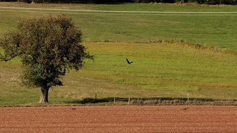 Slow-motion, Pan: Three carrion crows flying over a field near a tree, pastures Video stock 96006901