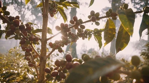 Slow motion pan through coffee plant on farm at sunrise. Stock Footage 92826587