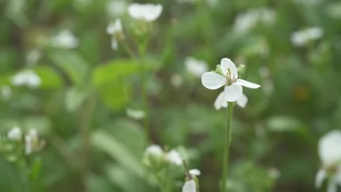 Slow motion pan through a field of white flowers Ravenissa blanca. Stock Footage 231553286