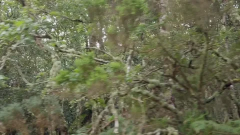 Slow Motion Pan Through a Forest of Rebollo Oaks - 205 Stock Footage 310323661